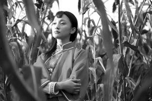 红高粱在线观看,激情燃烧的岁月，在线重温经典